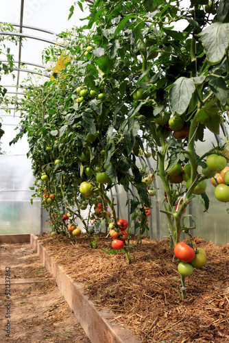 Organic vegetables are tomatoes grown by farmers in greenhouses using mulching with dry grass and straw