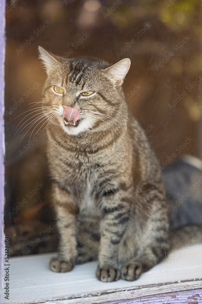 Sleepy cat behind a dirty window licks his nose Sleepy cat behind a dirty window licks his nose