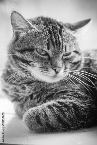 Portrait of a tired tabby cat. Close up. Black and white