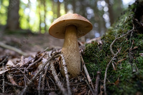 Closeup of Tylopilus felleus mushroom growing in forest surrounded by moss and dry twigs photo