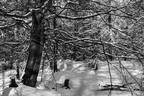a snowy tree in the middle of the forest