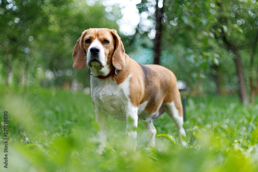 Portrait of an old friendly beagle in the park, family member. Portrait of an old friendly beagle in the park, family member.