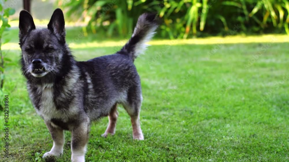 Small mixed breed dog with an underbite is standing on the lawn and looking up and then at camera. Cute mongrel. Copy space Small mixed breed dog with an underbite is standing on the lawn and looking up and then at camera. Cute mongrel. Copy space