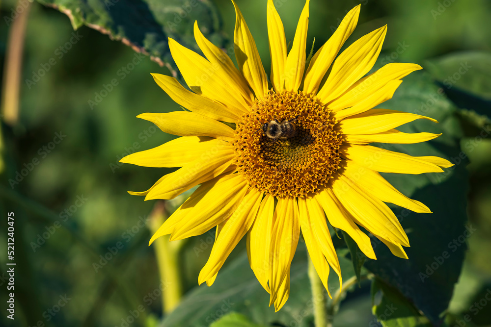 Close-up of a bright yellow blooming sunflower with a bee pollinating in Hesse/Germany Close-up of a bright yellow blooming sunflower with a bee pollinating in Hesse/Germany