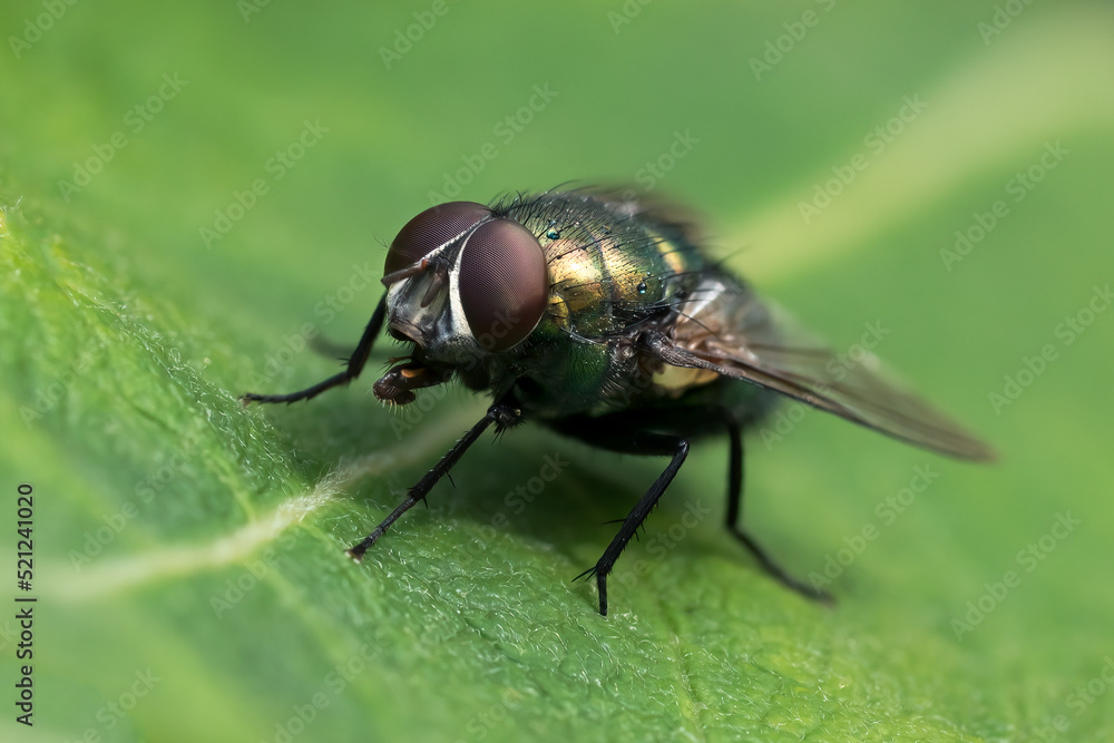 Macro of common green bottle fly seen obliquely from the front with very sharp compound eyes sitting on a leaf Macro of common green bottle fly seen obliquely from the front with very sharp compound eyes sitting on a leaf