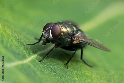 Macro of common green bottle fly seen obliquely from the front with very sharp compound eyes sitting on a leaf