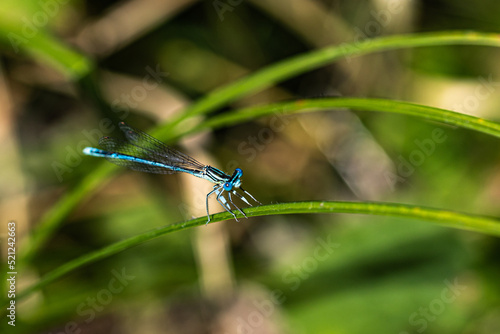 blue dragonfly on leaf © jeanluc