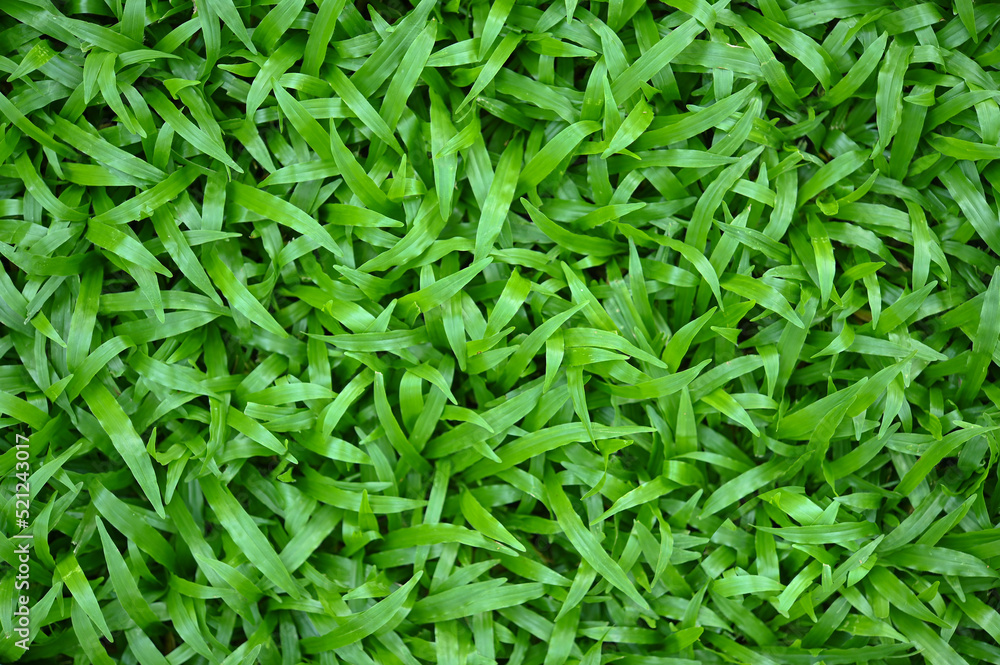 Fresh green Grass Background View of Natural Park Field. Green Grass Growing on Outdoor Empty Lawn, Vibrant Summer Nature View. Bright Colorful Green Grass Pattern . Fresh green Grass Background View of Natural Park Field. Green Grass Growing on Outdoor Empty Lawn, Vibrant Summer Nature View. Bright Colorful Green Grass Pattern .