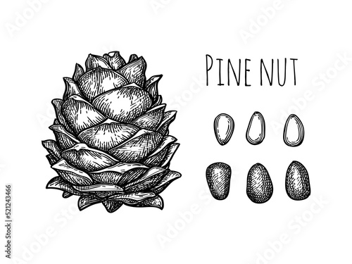 Pine nut cone and nuts.
