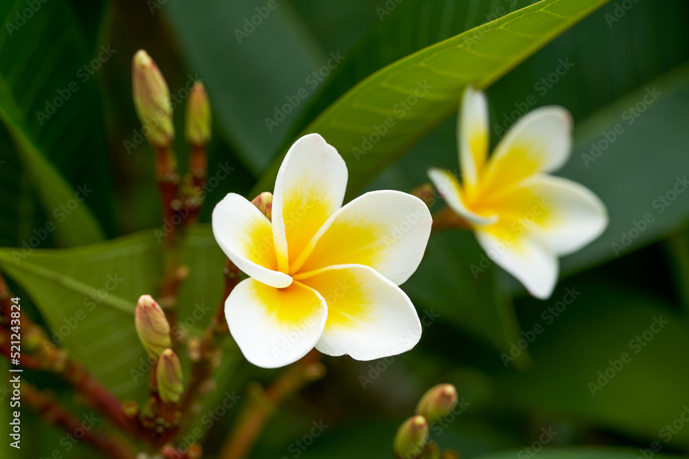 A beautiful lush frangipani planted in the garden