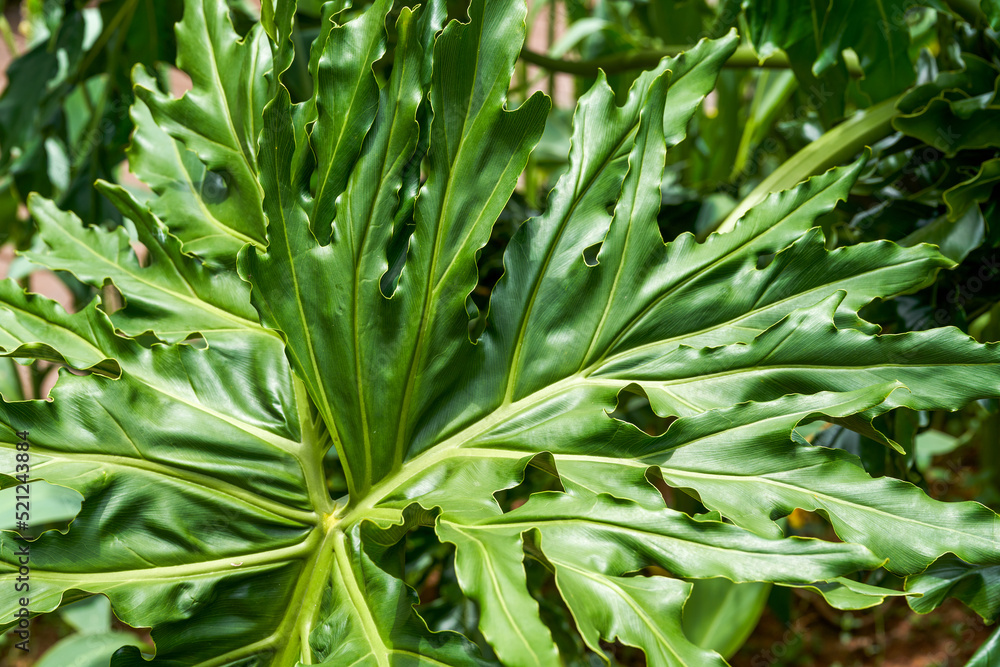 Close-up of lush spring feather leaves planted in the park Close-up of lush spring feather leaves planted in the park