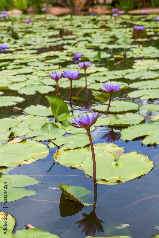 Close-up of water lilies grown in a lotus pond in the garden Close-up of water lilies grown in a lotus pond in the garden