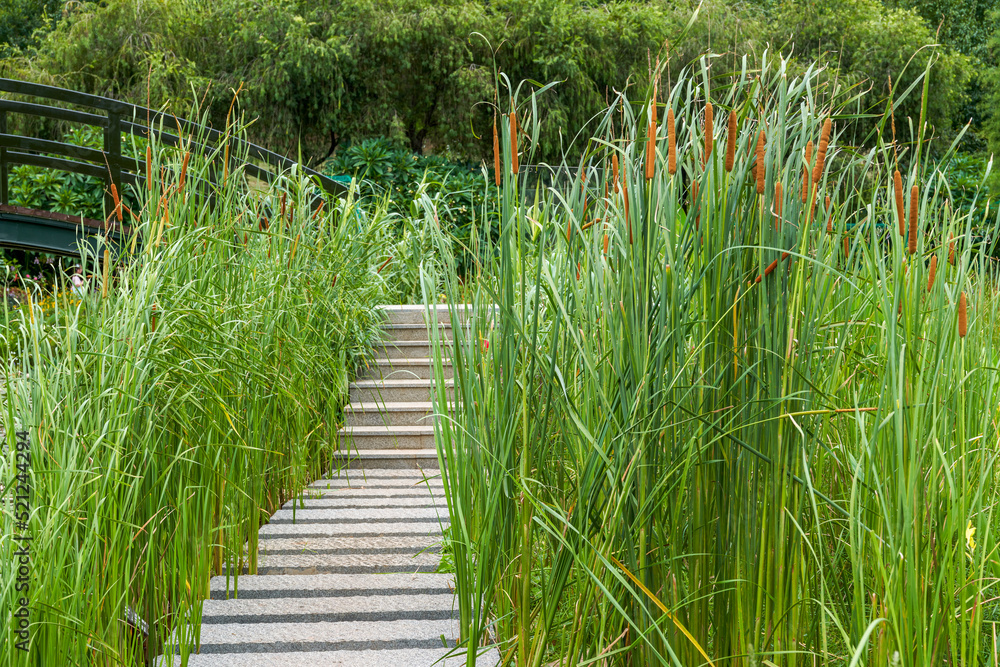 Obraz premium Recreational beautiful plants and trail view in the park