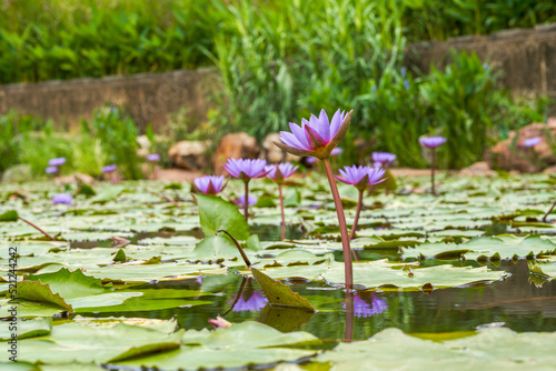 Close-up of water lilies grown in a lotus pond in the garden