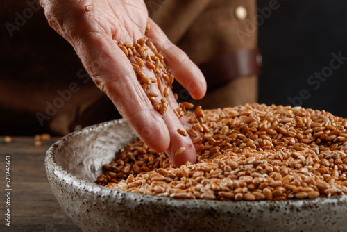 Still life of the wheat harvest. Hand of an elderly woman pour grains of ripe wheat in a bowl. Close-up. Selective focus