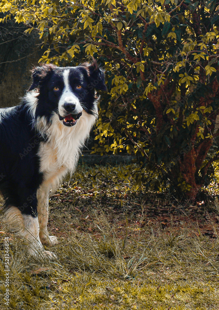 Fototapeta premium Dog Border Collie Nature in Autumn at Sunset