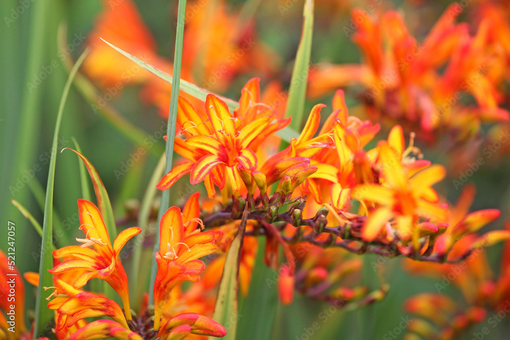 Orange Crocosmia 'Firestarter' in flower Orange Crocosmia 'Firestarter' in flower