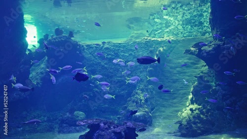 sea life, flock of beautiful exotic fish swims in clear blue water background of corals and a stone behind glass in an aquarium photo