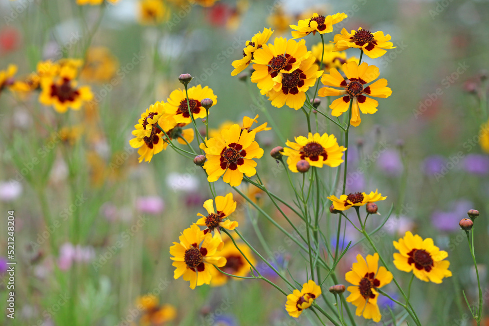 Plains coreopsis golden tickseed in flower Plains coreopsis golden tickseed in flower