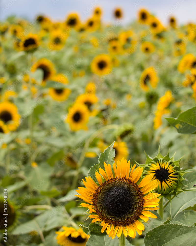 Sunflower patch Sunflower patch