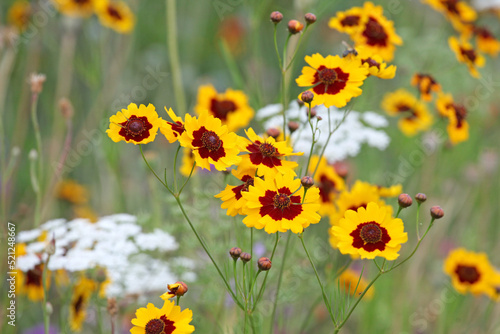 Plains coreopsis golden tickseed in flower © Alexandra