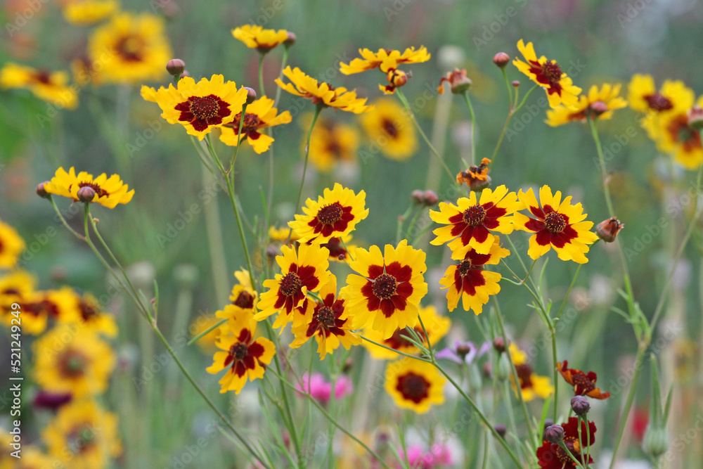 Obraz premium Plains coreopsis golden tickseed in flower