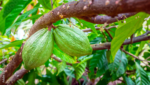 Raw green cacao pods harvesting. Green color cocoa fruit hanging on a tree cocoa