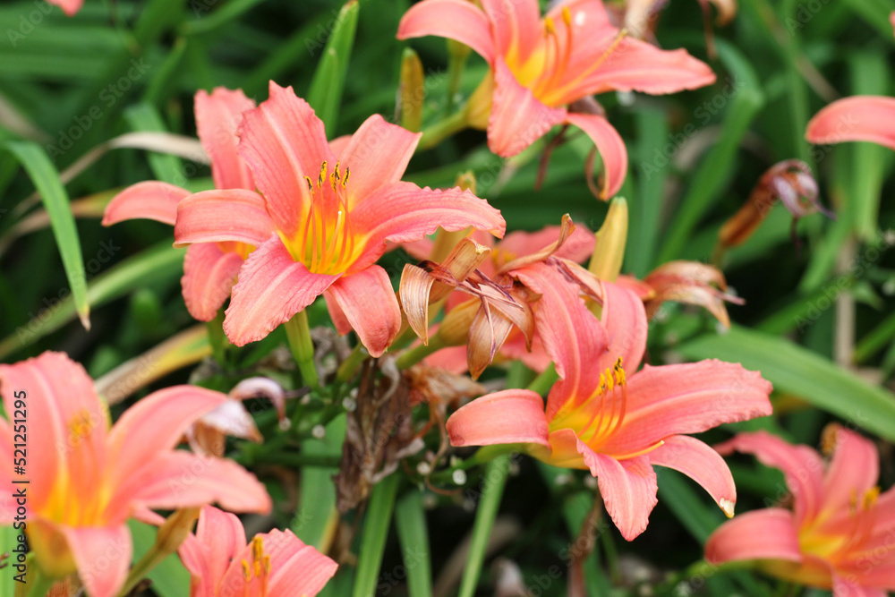 Hemerocallis lily Pink Damask in flower. Hemerocallis lily Pink Damask in flower.