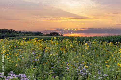 A colorful planted prairie at sunset with a corn field in the background.