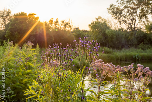 Slika na platnu Native wetland plants blooming along the shore of a pond with sun rays from a setting sun