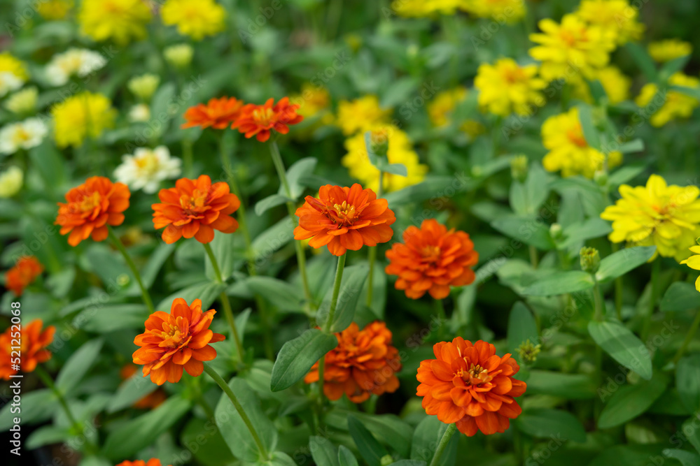 Zinnia angustifolia,the narrowleaf zinnia is a herbaceous flowering,native to northern and western Mexico