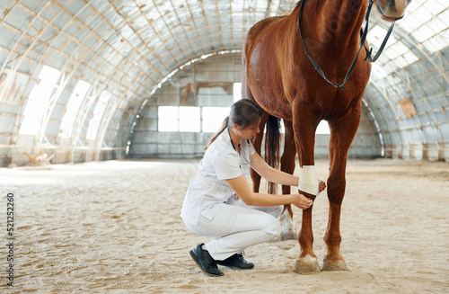 Bandaging wounds on the knee. Female doctor in white coat is with horse on a stable