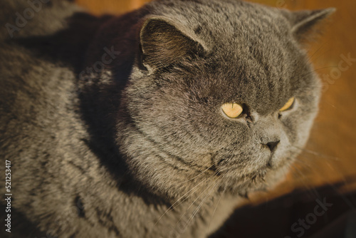 Big gray cat with yellow eyes. A pet lies in the sunlight close-up