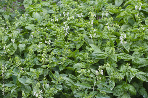 A bed with green, young, blooming mint. White mint flowers on a background of green leaves.