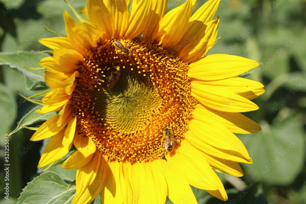 Fototapeta premium les abeilles et le tournesol