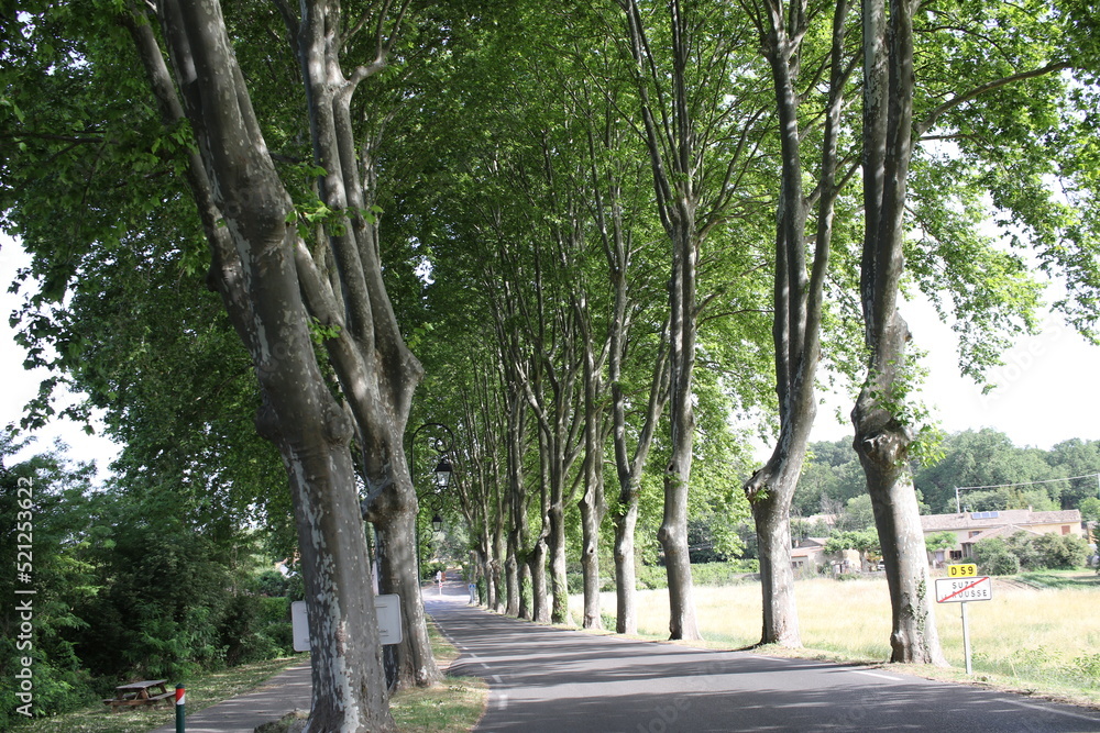 Route bordée de platanes Route bordée de platanes