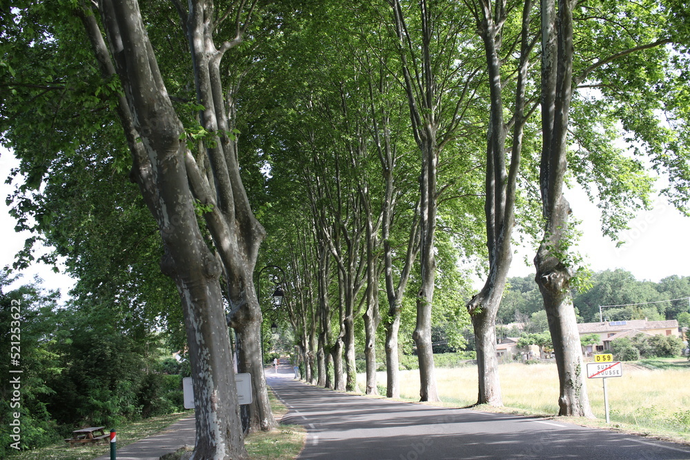 Route bordée de platanes