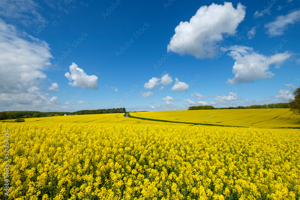 cultivo de colza en primavera, Montrésor, departamento de Indre y Loira, France,Western Europe cultivo de colza en primavera, Montrésor, departamento de Indre y Loira, France,Western Europe