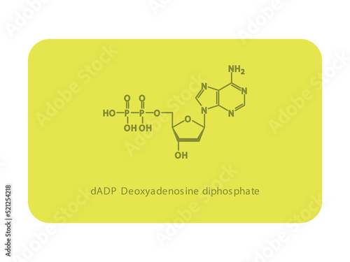 dADP Deoxyadenosine diphosphate Nucleoside molecular structure diagram on white background. DNA and RNA building block consisting of nitrogenous base, sugar and phosphate. photo