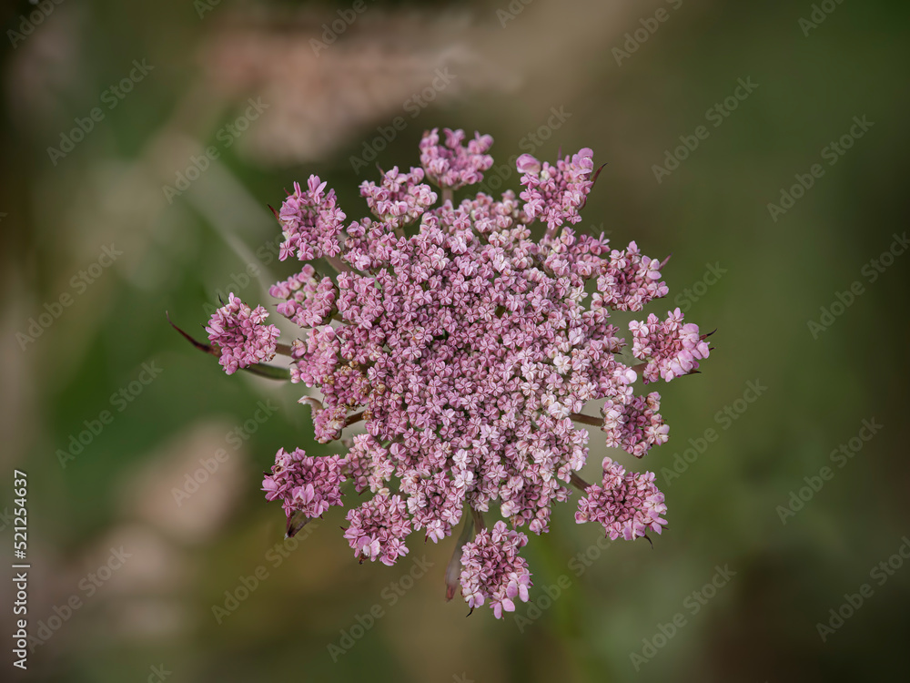 Obraz premium Wild flower cluster
