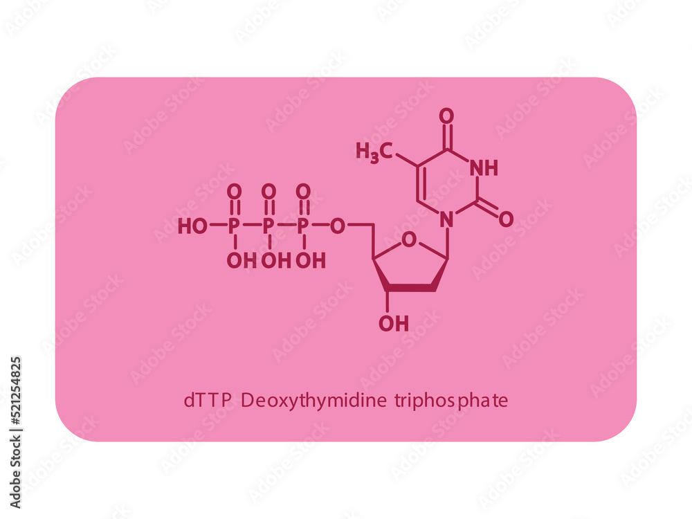 dTTP Deoxythymidine triphosphate Nucleoside molecular structure diagram on white background. DNA and RNA building block consisting of nitrogenous base, sugar and phosphate. dTTP Deoxythymidine triphosphate Nucleoside molecular structure diagram on white background. DNA and RNA building block consisting of nitrogenous base, sugar and phosphate.