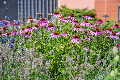 Purple coneflower blooming in a flower bed in a city park in Norrköping during summer in Sweden.   photo