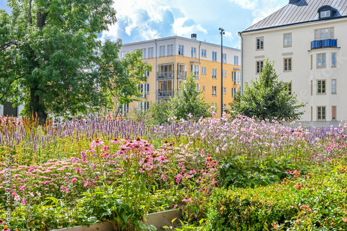 Wallpaper Mural Purple coneflower blooming in a flower bed in a city park in Norrköping during summer in Sweden.   Torontodigital.ca