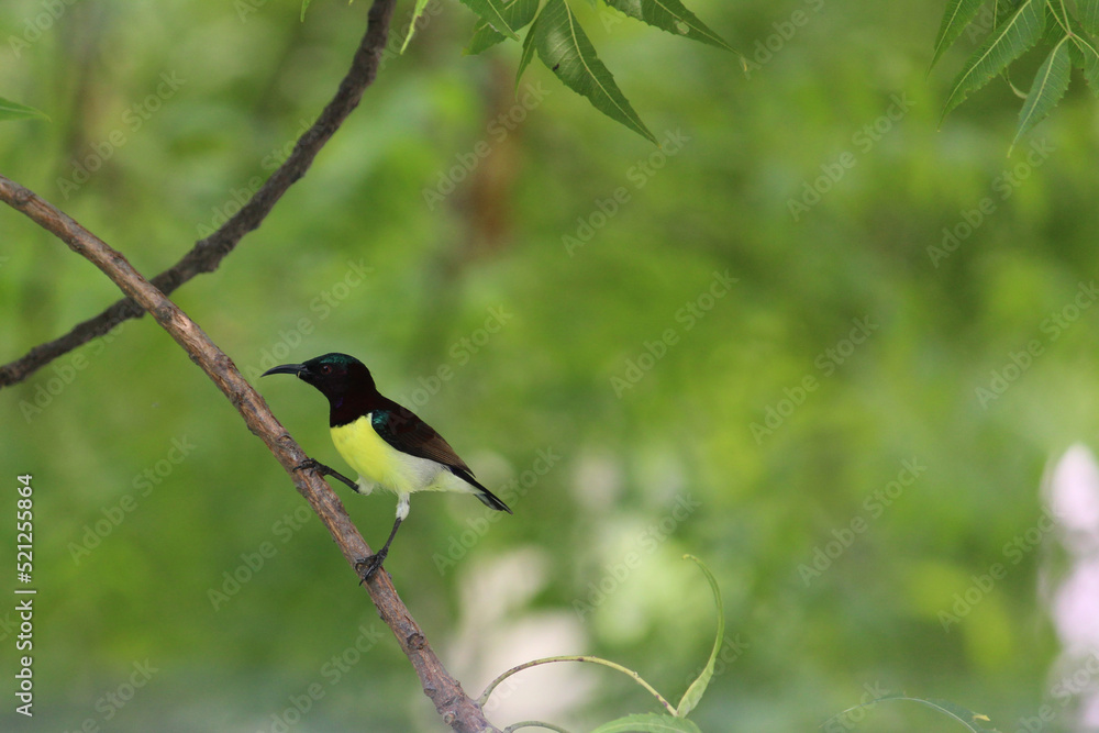 Obraz premium Male Purple-rumped Sunbird closeup on green tree branch