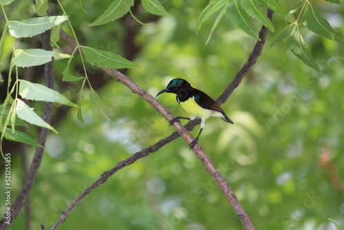Male Purple-rumped Sunbird closeup on green tree branch