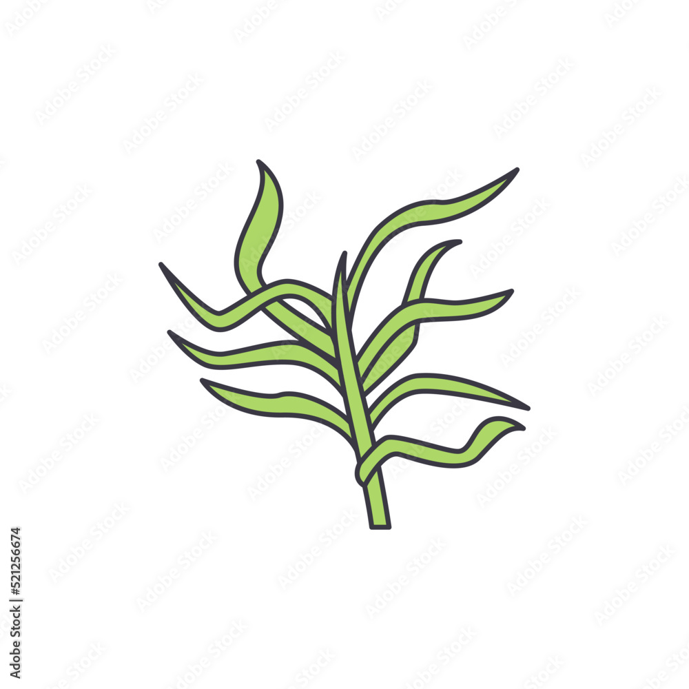 Rosemary icon in color, isolated on white background Rosemary icon in color, isolated on white background