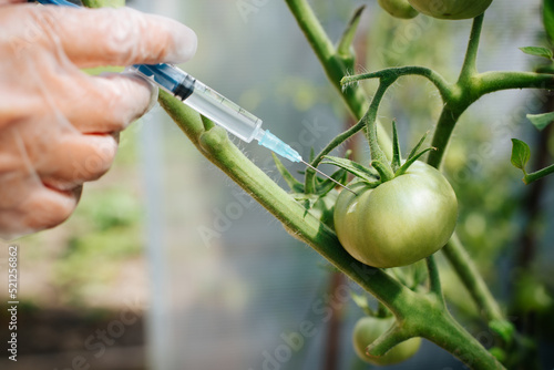 Close-up of a gloved hand of a biologist injecting a GMO vaccine into the dna of an unripe tomato inside a greenhouse. Selective focus on syringe needle and vegetables