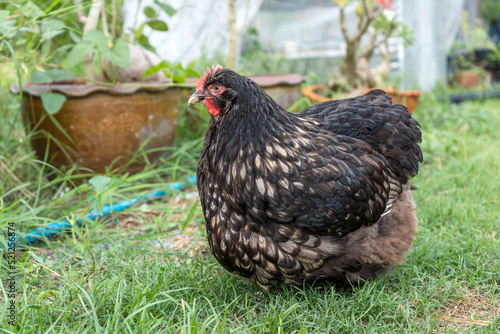 laying hens pure breed chicken buff orpington silver laced. too fat laying hens in the backyard. photo