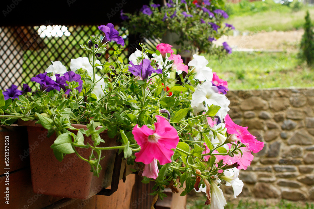 Colorful petunia flowers in a garden on the green background and stone wall