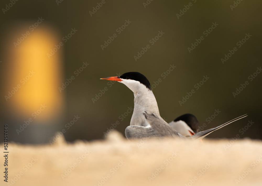 White-cheeked Tern perched on the ground, Bahrain